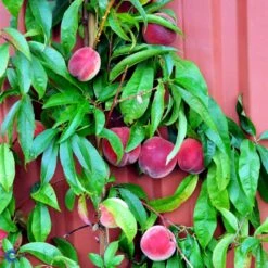 Ferskenmandel Prunus Amygdalus-persica 5 Liter Potte -Osmo Salgsbutik fi380 prunus persica benedicte b96c