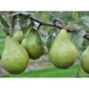 Pære 'Katrine' Pyrus Communis 'Katrine' 4-8 Grene. 120-160 Cm. Potte, (Kvæde A) -Osmo Salgsbutik fi427 pyrus communis katrine 647a