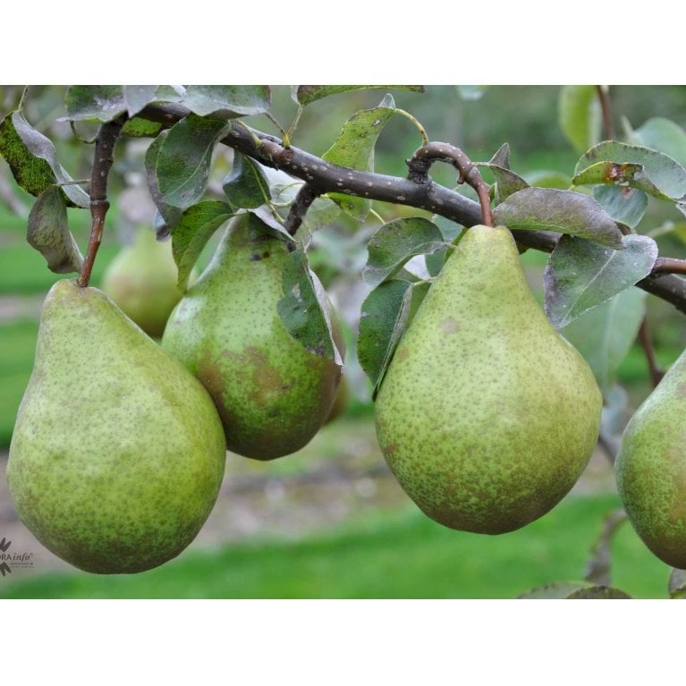 Pære 'Katrine' Pyrus Communis 'Katrine' 4-8 Grene. 120-160 Cm. Potte, (Kvæde A) 3 Pære 'Katrine' Pyrus Communis 'Katrine' 4-8 Grene. 120-160 Cm. Potte, (Kvæde A)