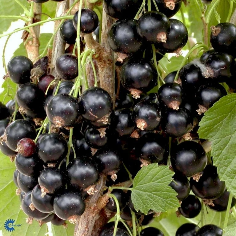Solbær 'Titania' Ribes Nigrum 'Titania' 3,5 Liter Potte 8 Solbær 'Titania' Ribes Nigrum 'Titania' 3,5 Liter Potte - Billede 6