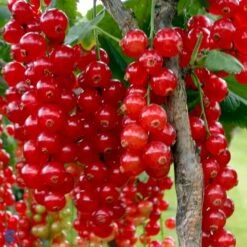 Ribs 'Rolan' Ribes Rubrum 'Rolan' 3,5 Liter Potte -Osmo Salgsbutik fi460 ribes rubrum rolan eb59