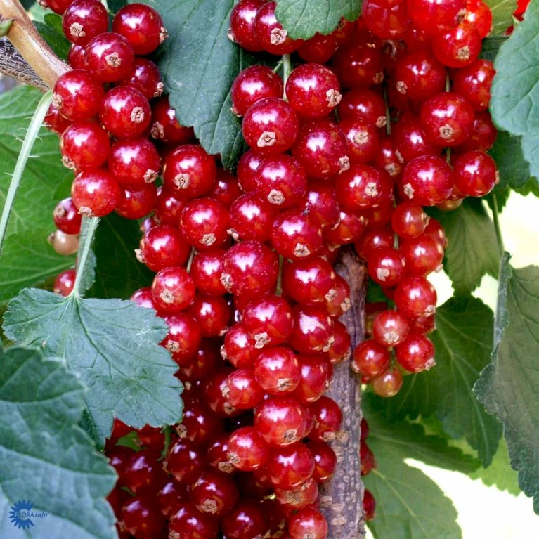 Ribs 'Rovada' Ribes Rubrum 'Rovada' Potte 2,0 Liter,- Opbundet 5 Ribs 'Rovada' Ribes Rubrum 'Rovada' Potte 2,0 Liter,- Opbundet - Billede 3