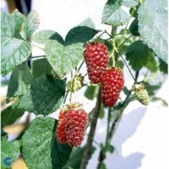 Taybær 'Medana' Rubus X Tayberry 'Medana' Potte 2,0 Liter,- Opbundet 7 Taybær 'Medana' Rubus X Tayberry 'Medana' Potte 2,0 Liter,- Opbundet -Osmo Salgsbutik fi492 rubus tayberry 8adf
