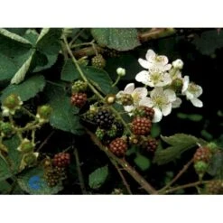 Tornfri Brombær 'Black Satin' Rubus Fruticosus 'Black Satin' Opbundet Til Ca. 40 Cm., Med Potte -Osmo Salgsbutik fi497 rubus fruticosus black satin 7c9b