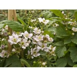 Tornfri Brombær 'Black Satin' Rubus Fruticosus 'Black Satin' Opbundet Til Ca. 40 Cm., Med Potte -Osmo Salgsbutik fi497 rubus fruticosus black satin e3e8