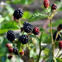 Tornfri Brombær 'Navaho'® Rubus Fruticosus 'Navaho'® Potte 3,0 Liter,- Opbundet -Osmo Salgsbutik fi502 rubus fruticosus navaho 1dc7