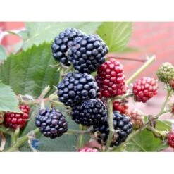Tornfri Brombær 'Thornfree' Rubus Fruticosus 'Thornfree' Potte 2,0 Liter,- Opbundet -Osmo Salgsbutik fi503 rubus fruticosus thornfree 09a7
