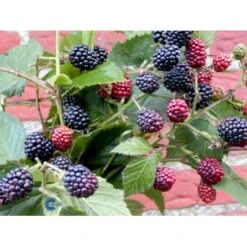 Tornfri Brombær 'Thornfree' Rubus Fruticosus 'Thornfree' Potte 2,0 Liter,- Opbundet -Osmo Salgsbutik fi503 rubus fruticosus thornfree 1d58