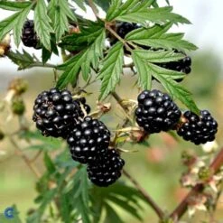 Brombær 'Thornless Evergreen' Rubus Fruticosus 'Thornless Evergreen' Potte 3,0 Liter,- Opbundet 9 Brombær 'Thornless Evergreen' Rubus Fruticosus 'Thornless Evergreen' Potte 3,0 Liter,- Opbundet -Osmo Salgsbutik fi504 rubus fruticosus thornless evergreen f63d