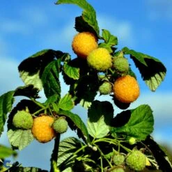 Efterårs Hindbær 'Fallgold' Rubus Idaeus 'Fallgold' Barrods,- 8-10 Mm. Rodhals. 9 Efterårs Hindbær 'Fallgold' Rubus Idaeus 'Fallgold' Barrods,- 8-10 Mm. Rodhals. -Osmo Salgsbutik fi512 rubus idaeus fallgold b7df