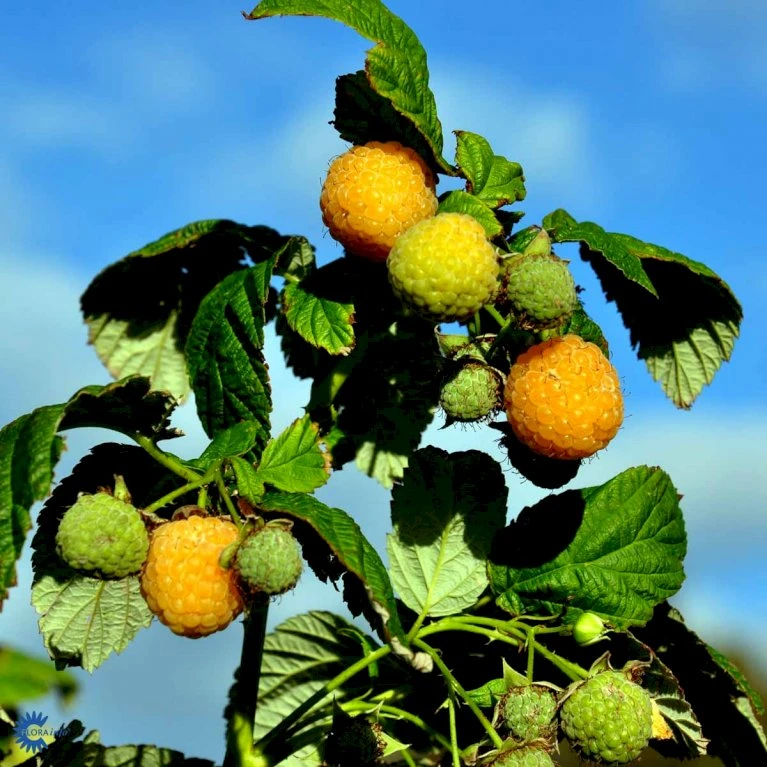 Efterårs Hindbær 'Fallgold' Rubus Idaeus 'Fallgold' Barrods,- 8-10 Mm. Rodhals. 6 Efterårs Hindbær 'Fallgold' Rubus Idaeus 'Fallgold' Barrods,- 8-10 Mm. Rodhals. - Billede 4