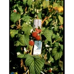 Sommer Hindbær 'Preussen II' Rubus Idaeus 'Preussen II' Potte 3,0 Liter,- Opbundet -Osmo Salgsbutik fi525 rubus idaeus preussen 6c76