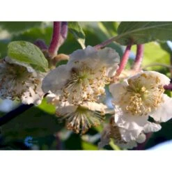 Kiwi 'Male' Actinidia Chinensis 'Male' (Hanplanter) Potte 2,0 Liter,- Opbundet -Osmo Salgsbutik fi5616 actinidia chinensis hanplanter a56d