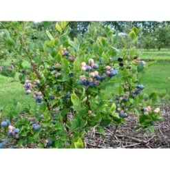 Storfrugtet Blåbær 'Patriot' Vaccinium Corymbosum 'Patriot' Potte 3,0 Liter,- Opbundet 10 Storfrugtet Blåbær 'Patriot' Vaccinium Corymbosum 'Patriot' Potte 3,0 Liter,- Opbundet -Osmo Salgsbutik fi581 vaccinium corymbosum patriot 2f24