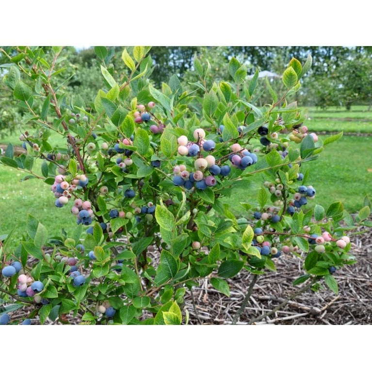 Storfrugtet Blåbær 'Patriot' Vaccinium Corymbosum 'Patriot' Potte 3,0 Liter,- Opbundet 6 Storfrugtet Blåbær 'Patriot' Vaccinium Corymbosum 'Patriot' Potte 3,0 Liter,- Opbundet - Billede 4