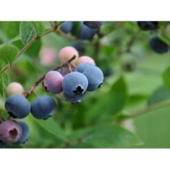 Storfrugtet Blåbær 'Patriot' Vaccinium Corymbosum 'Patriot' Potte 3,0 Liter,- Opbundet 11 Storfrugtet Blåbær 'Patriot' Vaccinium Corymbosum 'Patriot' Potte 3,0 Liter,- Opbundet -Osmo Salgsbutik fi581 vaccinium corymbosum patriot f579