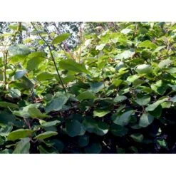 Kiwi 'Solo' Actinidia Chinensis 'Solo' (Selvbestøvende) Potte 2,0 Liter,- Opbundet 60-100 Cm -Osmo Salgsbutik fi5 actinidia chinensis a876 processed