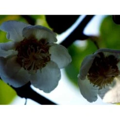 Kiwi 'Solo' Actinidia Chinensis 'Solo' (Selvbestøvende) Potte 2,0 Liter,- Opbundet 60-100 Cm -Osmo Salgsbutik fi5 actinidia chinensis dcbe processed