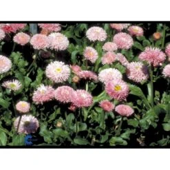 Tusindfryd 'Meadow Daisy' Bellis Perennis L. 'Meadow Daisy' Pose Med Frø Eller Løg, 20 -Osmo Salgsbutik fi6013 bellis perennis a89b