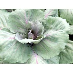 Broccoli 'Calabrese Natalino' Øko Brassica Oleracea 'Calabrese Natalino' Frøpose, Antal Pr. Pakke, Ca. 35 Stk. -Osmo Salgsbutik fi6062 brassica oleracea 0ac7