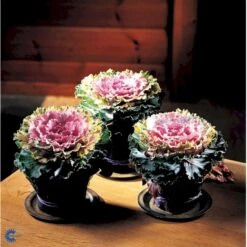 Broccoli 'Calabrese Natalino' Øko Brassica Oleracea 'Calabrese Natalino' Frøpose, Antal Pr. Pakke, Ca. 35 Stk. -Osmo Salgsbutik fi6062 brassica oleracea 1af7