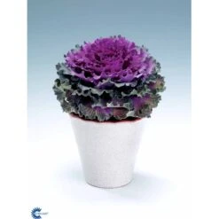 Broccoli 'Calabrese Natalino' Øko Brassica Oleracea 'Calabrese Natalino' Frøpose, Antal Pr. Pakke, Ca. 35 Stk. -Osmo Salgsbutik fi6062 brassica oleracea 301b