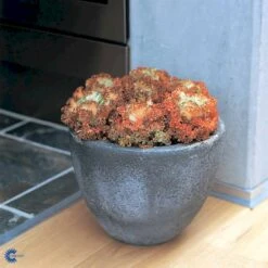 Broccoli 'Calabrese Natalino' Øko Brassica Oleracea 'Calabrese Natalino' Frøpose, Antal Pr. Pakke, Ca. 35 Stk. -Osmo Salgsbutik fi6062 brassica oleracea 4bf1