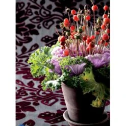 Broccoli 'Calabrese Natalino' Øko Brassica Oleracea 'Calabrese Natalino' Frøpose, Antal Pr. Pakke, Ca. 35 Stk. -Osmo Salgsbutik fi6062 brassica oleracea 5789