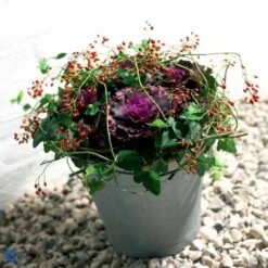 Broccoli 'Calabrese Natalino' Øko Brassica Oleracea 'Calabrese Natalino' Frøpose, Antal Pr. Pakke, Ca. 35 Stk. -Osmo Salgsbutik fi6062 brassica oleracea 9fb1