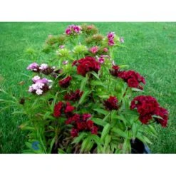 Studenternellike 'Herald Of Spring' Dianthus Barbatus 'Herald Of Spring' Pose Med Frø Eller Løg, 30 -Osmo Salgsbutik fi6182 dianthus barbatus 923e