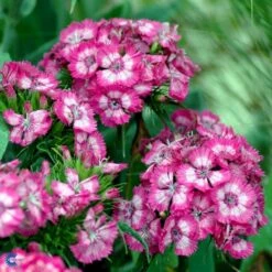 Studenternellike 'Herald Of Spring' Dianthus Barbatus 'Herald Of Spring' Pose Med Frø Eller Løg, 30 -Osmo Salgsbutik fi6182 dianthus barbatus 9741