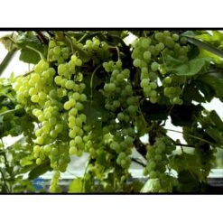 Vin 'Himrod' Vitis Vinifera 'Himrod' Potte 3,0 Liter,- Opbundet 80-100 Cm. -Osmo Salgsbutik fi621 vitis vinifera himrod 42dd