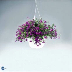 Kantlobelie 'Crystal Palace' Lobelia Erinus 'Crystal Palace' Pose Med Frø Eller Løg, 15 -Osmo Salgsbutik fi6303 lobelia erinus cc1f