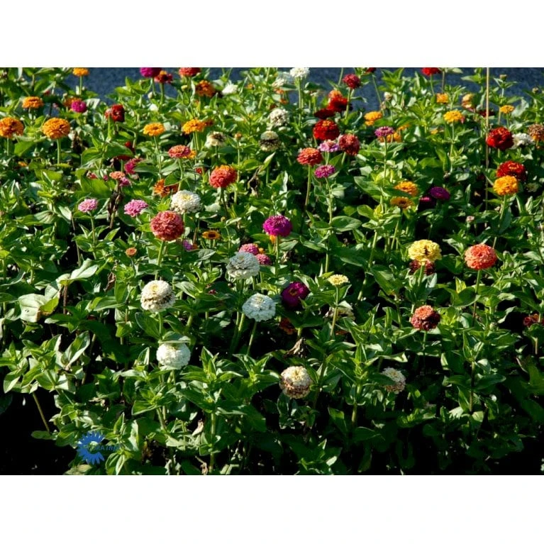 Frøkenhat 'Sunbow Mixed' Zinnia Elegans 'Sunbow Mixed' Pose Med Frø Eller Løg 5 Frøkenhat 'Sunbow Mixed' Zinnia Elegans 'Sunbow Mixed' Pose Med Frø Eller Løg - Billede 3