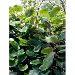 Kiwi 'Jenny' Actinidia Chinensis 'Jenny' (Selvbestøvende) Potte 2,0 Liter,- Opbundet -Osmo Salgsbutik fi6 actinidia chinensis jenny 93d1 processed