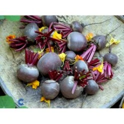 Aflang Rødbede 'Forono' Beta Vulgaris 'Forono' Pose Med Frø Eller Løg, 20 -Osmo Salgsbutik fi7697 beta vulgaris b703