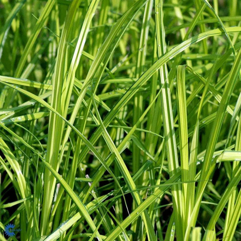 Star 'Bowles Golden' Carex Elata 'Bowles Golden' 1 Liter Potte 5 Star 'Bowles Golden' Carex Elata 'Bowles Golden' 1 Liter Potte - Billede 3