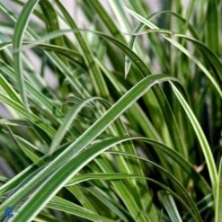 Star 'Ice Dance' Carex Morrowii 'Ice Dance' 1 Liter Potte -Osmo Salgsbutik fi7880 carex morrowii ice dance 6a6c