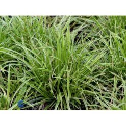 Star 'Ice Dance' Carex Morrowii 'Ice Dance' 1 Liter Potte -Osmo Salgsbutik fi7880 carex morrowii ice dance f040