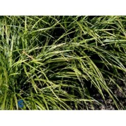 Star 'Variegata' Carex Morrowii 'Variegata' 1 Liter Potte -Osmo Salgsbutik fi7881 carex morrowii variegata 5e7e
