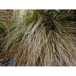 Star 'Prairie Fire' Carex Testacea 'Prairie Fire' Potte 2 Liter. -Osmo Salgsbutik fi7898 carex testacea 5565