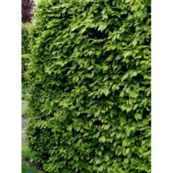 Avnbøg Carpinus Betulus Barrods,- 3 års (1/2) 100-125 Cm. Hækkvalitet. -Osmo Salgsbutik fi841 carpinus betulus 71e7