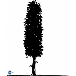 Avnbøg Carpinus Betulus Barrods,- 3 års (1/2) 100-125 Cm. Hækkvalitet. -Osmo Salgsbutik fi841 carpinus betulus e505