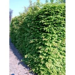 Avnbøg Carpinus Betulus Barrods,- 3 års (1/2) 100-125 Cm. Hækkvalitet. -Osmo Salgsbutik fi841 carpinus betulus e775