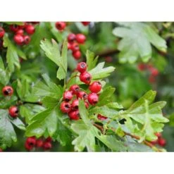 Engriflet Hvidtjørn Crataegus Monogyna Potte 12 Liter,- 100-125 Cm. -Osmo Salgsbutik fi846 crataegus monogyna 198f
