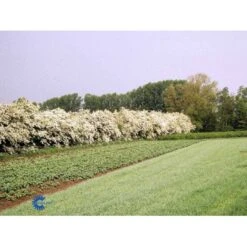 Engriflet Hvidtjørn Crataegus Monogyna Potte 12 Liter,- 100-125 Cm. -Osmo Salgsbutik fi846 crataegus monogyna 93d4