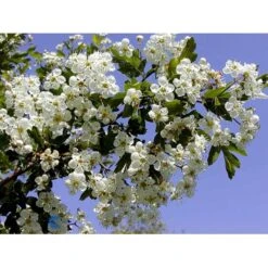 Engriflet Hvidtjørn Crataegus Monogyna Potte 12 Liter,- 100-125 Cm. -Osmo Salgsbutik fi846 crataegus monogyna b1f5