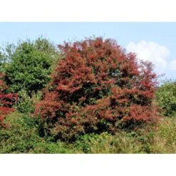 Engriflet Hvidtjørn Crataegus Monogyna Potte 12 Liter,- 100-125 Cm. -Osmo Salgsbutik fi846 crataegus monogyna f279