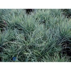 Blå Bjørnegræs 'Elijah Blue' Festuca Glauca 'Elijah Blue' 1 Liter Potte 16 Blå Bjørnegræs 'Elijah Blue' Festuca Glauca 'Elijah Blue' 1 Liter Potte -Osmo Salgsbutik fi8785 festuca glauca elijah blue 5926