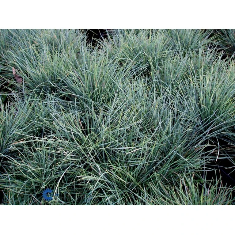 Blå Bjørnegræs 'Elijah Blue' Festuca Glauca 'Elijah Blue' 1 Liter Potte 8 Blå Bjørnegræs 'Elijah Blue' Festuca Glauca 'Elijah Blue' 1 Liter Potte - Billede 6